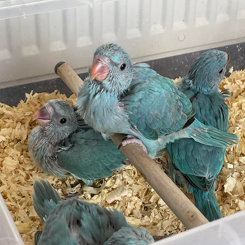 RINGNECK AZUL